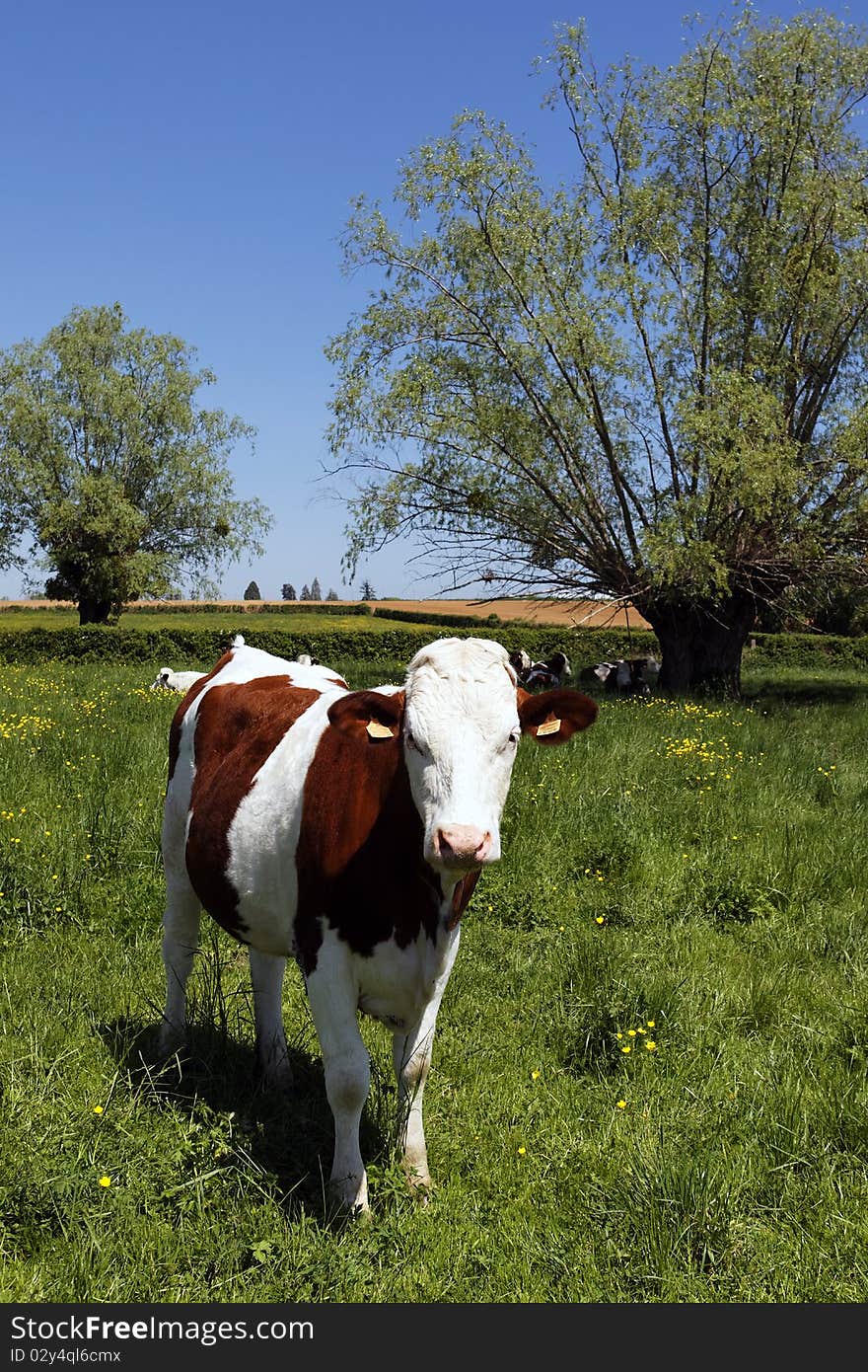 Head of cow in french country in summer. Head of cow in french country in summer