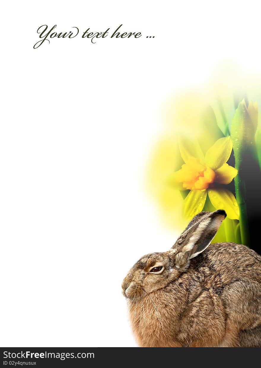 Easter hare and daffodils