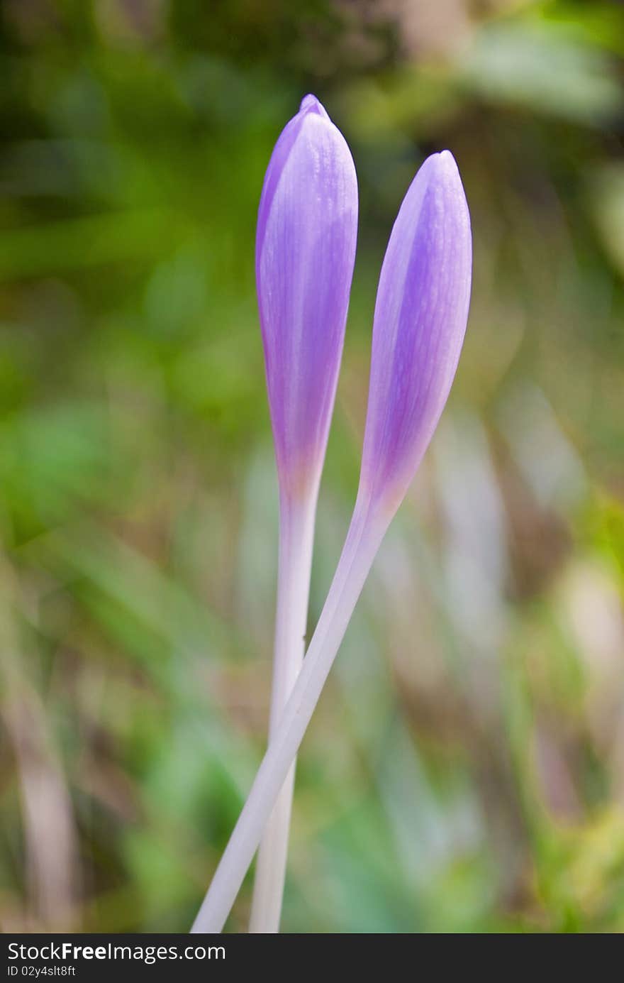 Two purple and alpine snowdrops closed in an embrace. Two purple and alpine snowdrops closed in an embrace