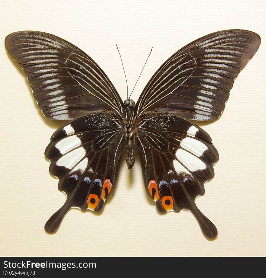 Beautiful big black butterfly over white background. Beautiful big black butterfly over white background