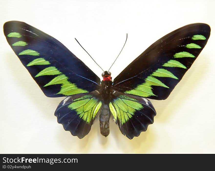 Beautiful big green butterfly over white background. Beautiful big green butterfly over white background