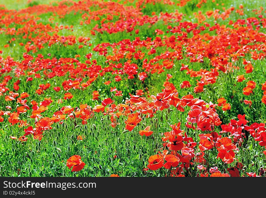 Green field and red poppies