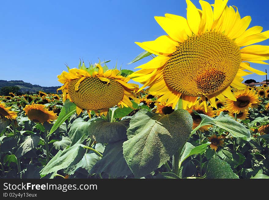 Sunflower field in a hot summer day with clear blue sky