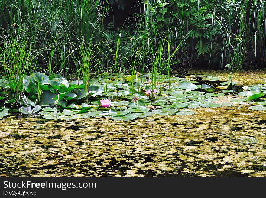 View over a pond with water lilies and other aquatic plants. View over a pond with water lilies and other aquatic plants