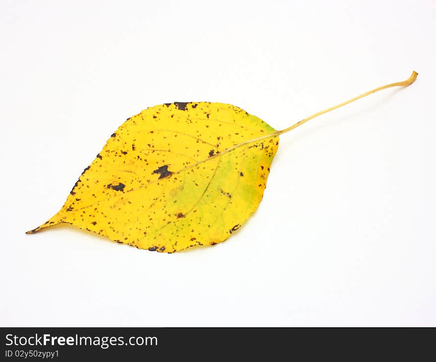 Yellow leaves