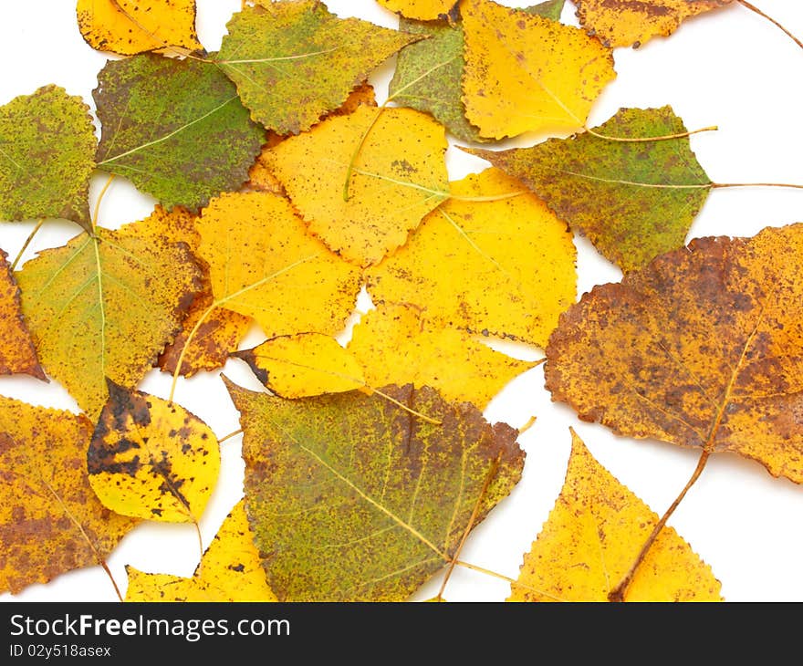 Collection beautiful colorful autumn leaves isolated on white background. Collection beautiful colorful autumn leaves isolated on white background