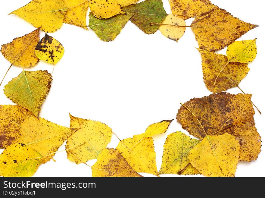 Collection beautiful colorful autumn leaves isolated on white background. Collection beautiful colorful autumn leaves isolated on white background