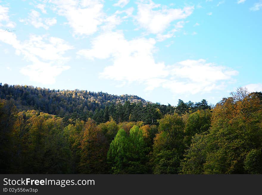 Green forest under blue sky. Green forest under blue sky