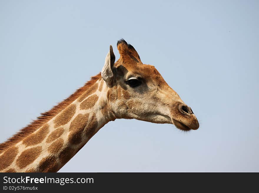 Portrait of a young Giraffe