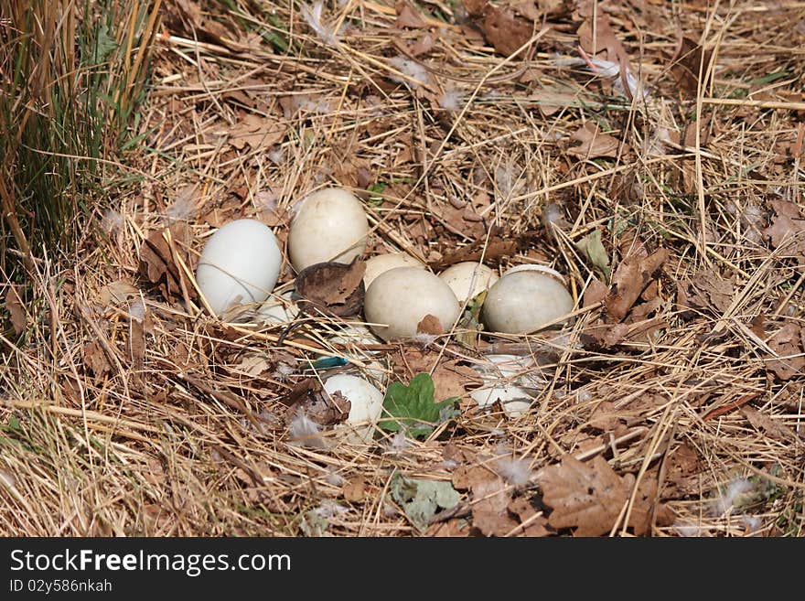 Close up of a Goose nest