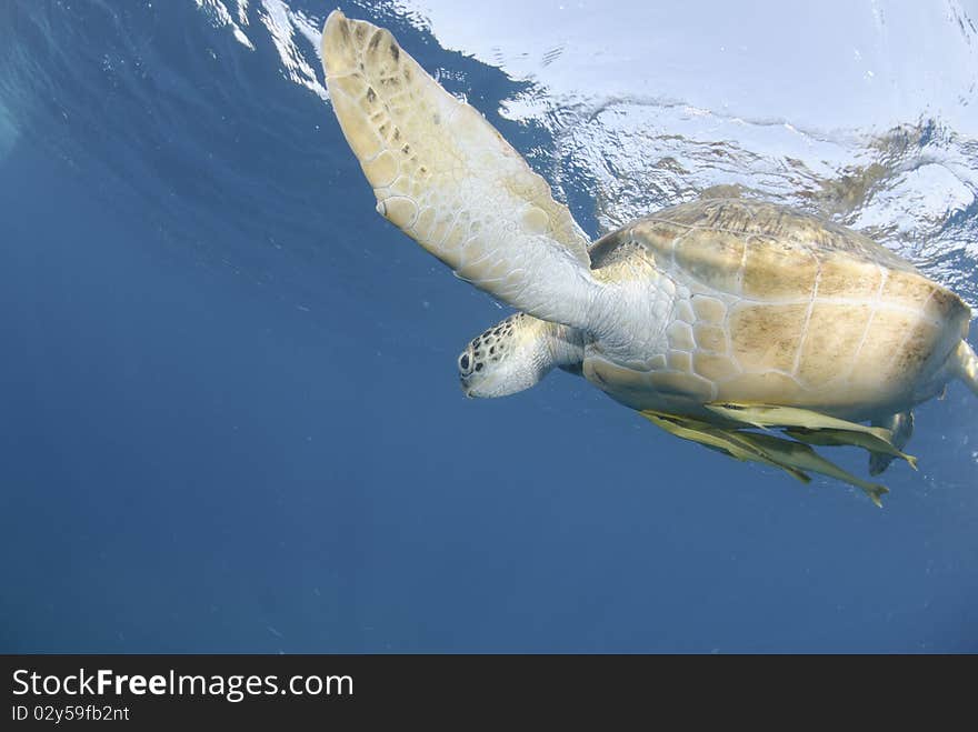 Green Turtle (chelonia mydas), endangered species, Adult female close to the ocean surface. Red Sea, Egypt. Green Turtle (chelonia mydas), endangered species, Adult female close to the ocean surface. Red Sea, Egypt.