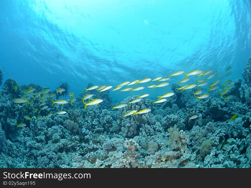 Small school of Red sea goatfish (Parupeneus forsskali). Red Sea, Egypt.