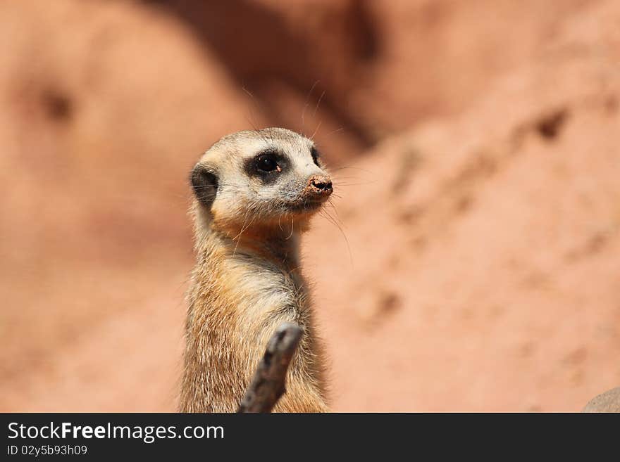 Suricate Mongoose