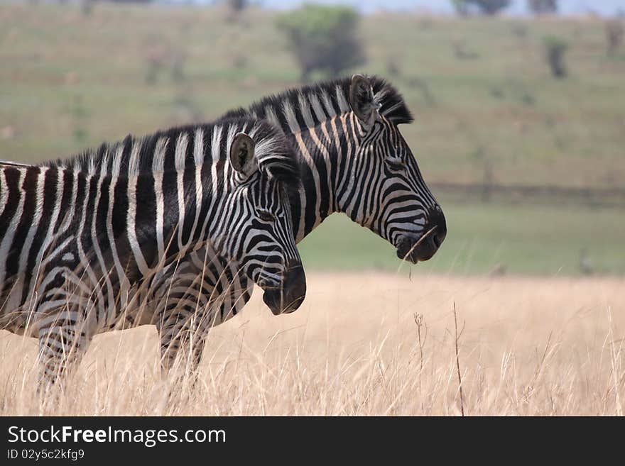 Two Zebras keeping close company in the field