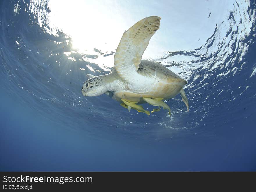 Green Turtle (chelonia mydas), endangered species, Adult female close to the ocean surface. Red Sea, Egypt. Green Turtle (chelonia mydas), endangered species, Adult female close to the ocean surface. Red Sea, Egypt.