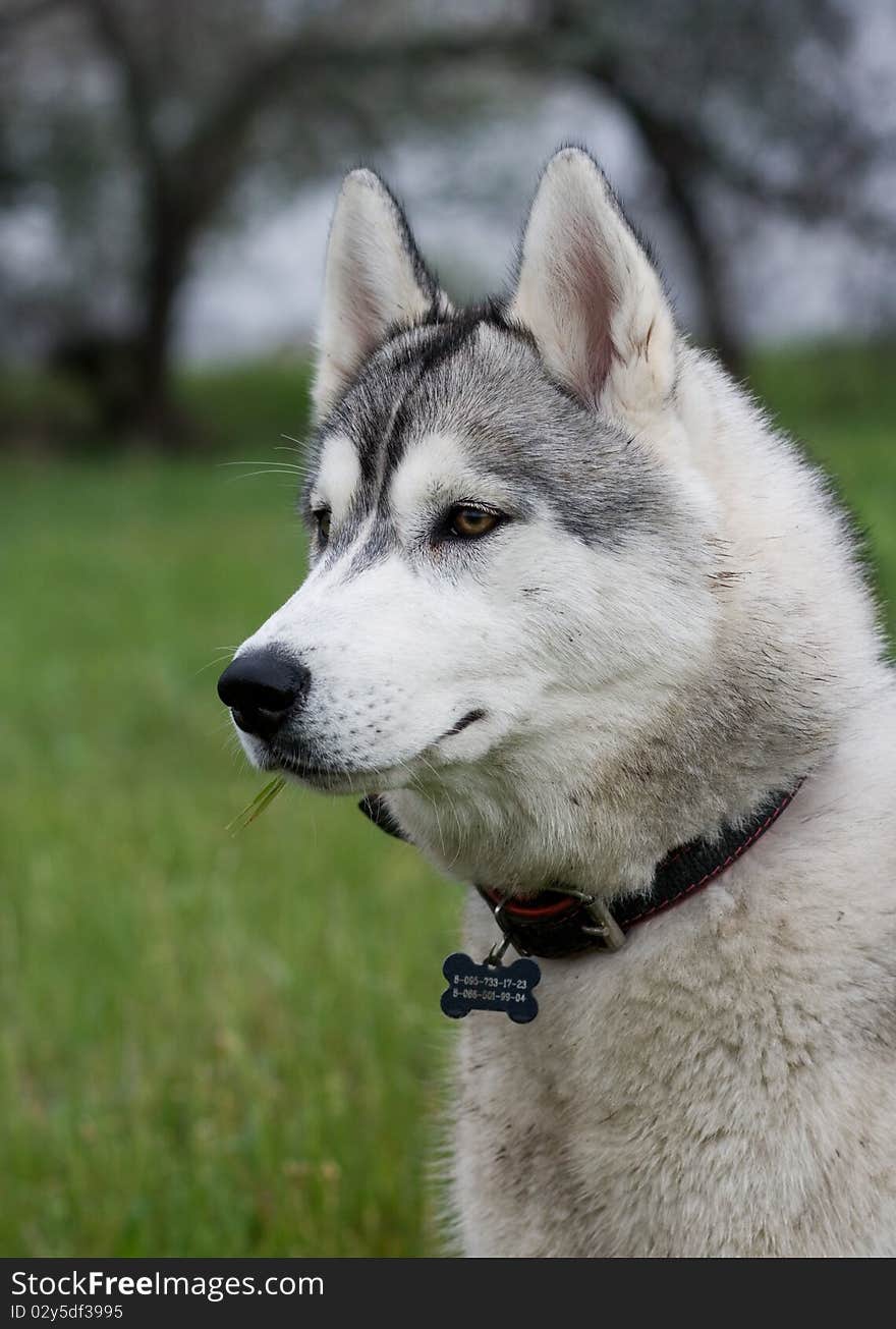 Portrait of siberian husky outdoor. Portrait of siberian husky outdoor