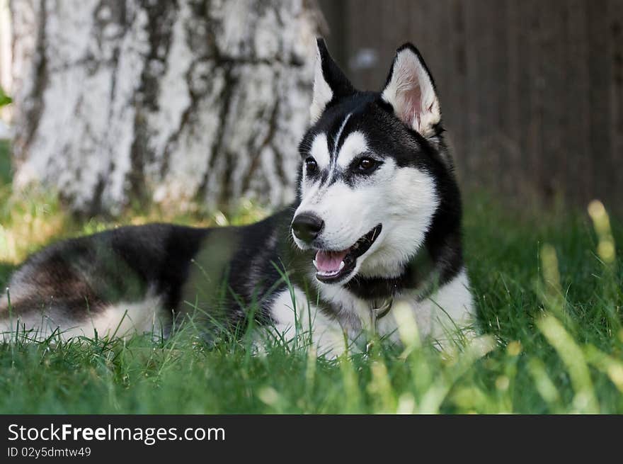 Portrait of siberian husky puppy. Portrait of siberian husky puppy