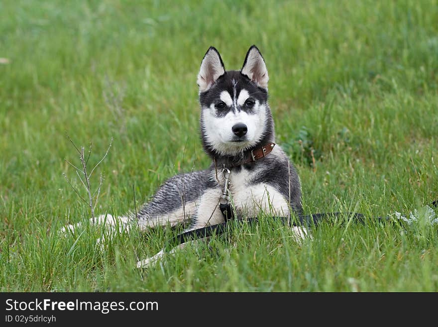 Portrait of siberian husky puppy. Portrait of siberian husky puppy