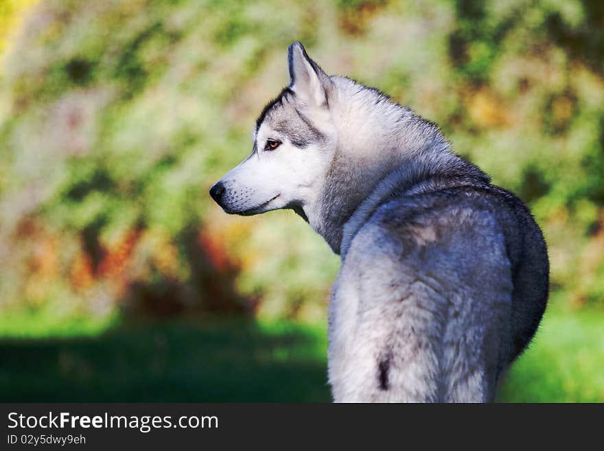 Portrait of siberian husky outdoor