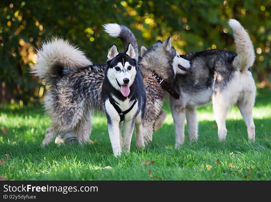 Portrait of siberian husky outdoor