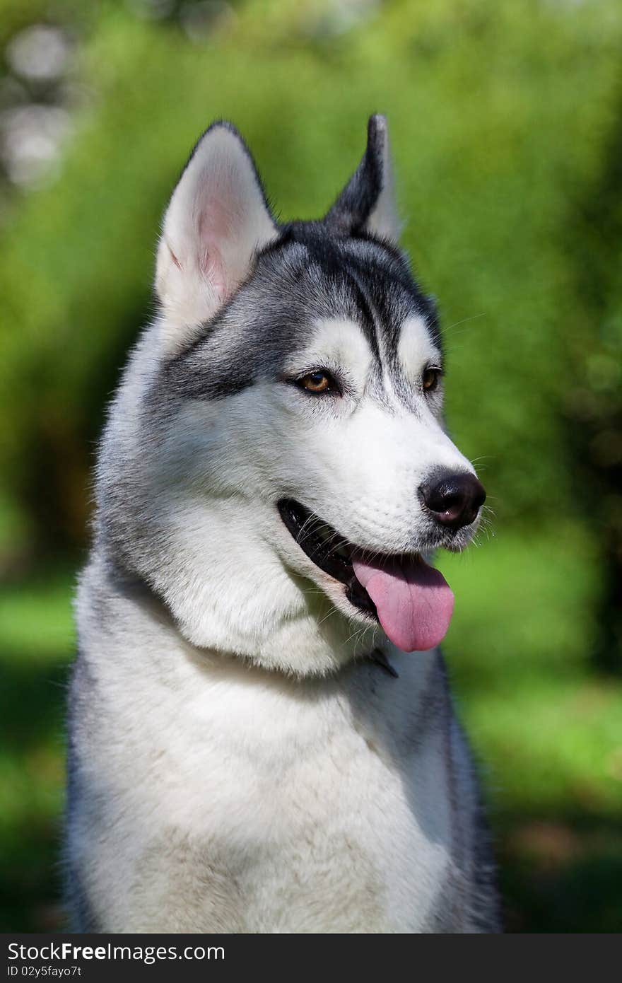 Portrait of siberian husky outdoor