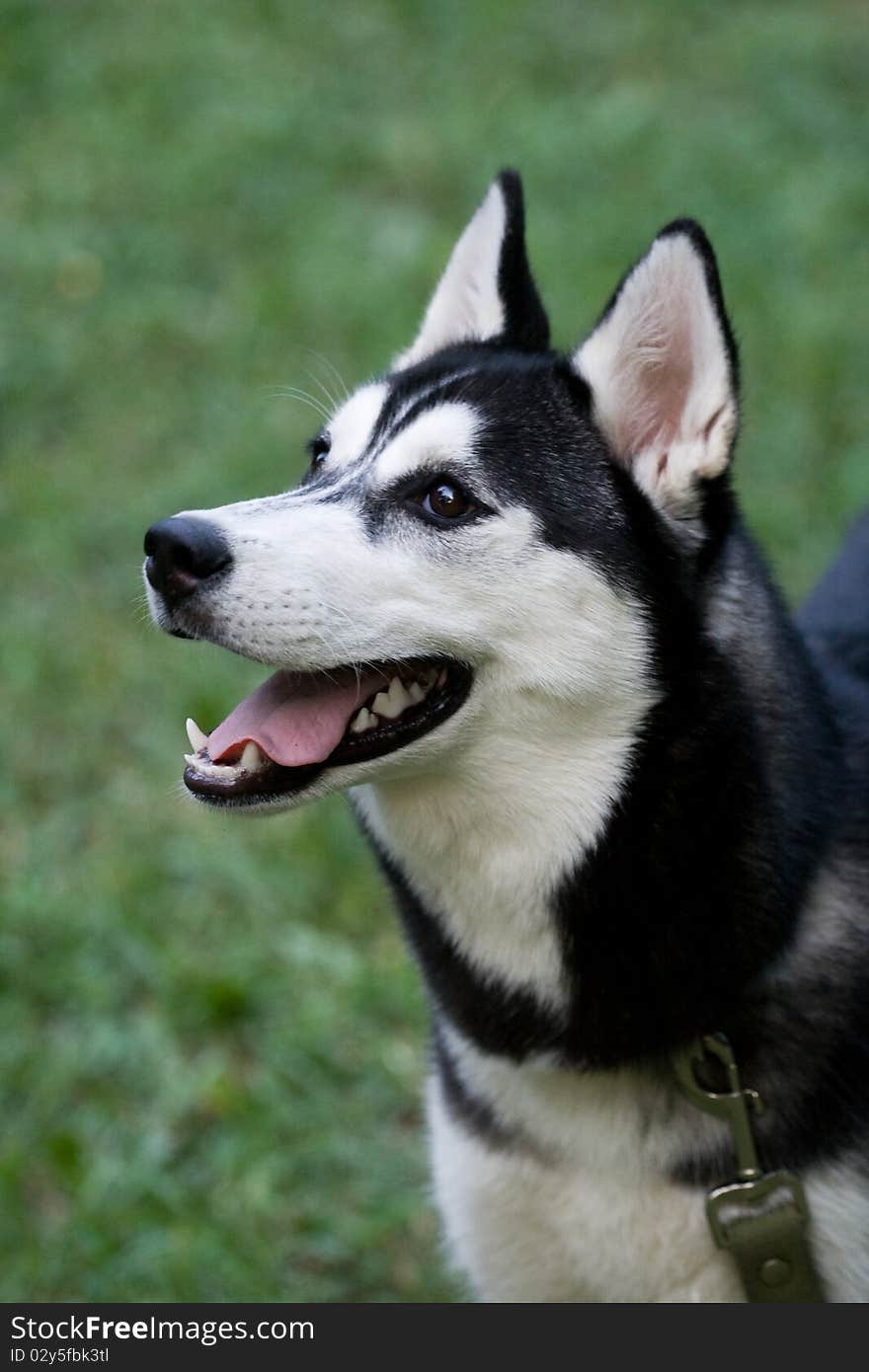 Portrait of siberian husky puppy. Portrait of siberian husky puppy