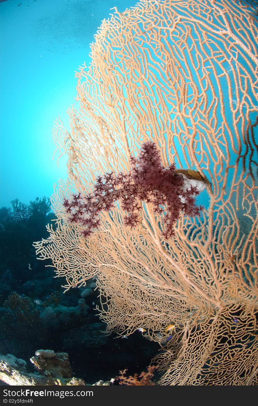 Giant georgonian fan coral (Annella mollis). Red Sea, Egypt.