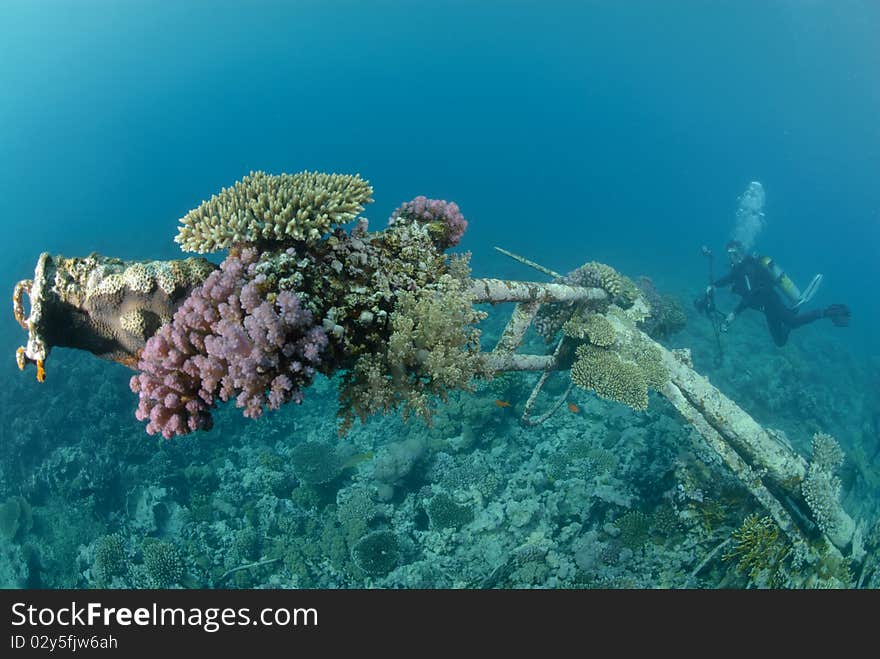 Coral growth on a section of the Shipwreck of the Kormoran. Red Sea, Egypt. Coral growth on a section of the Shipwreck of the Kormoran. Red Sea, Egypt.