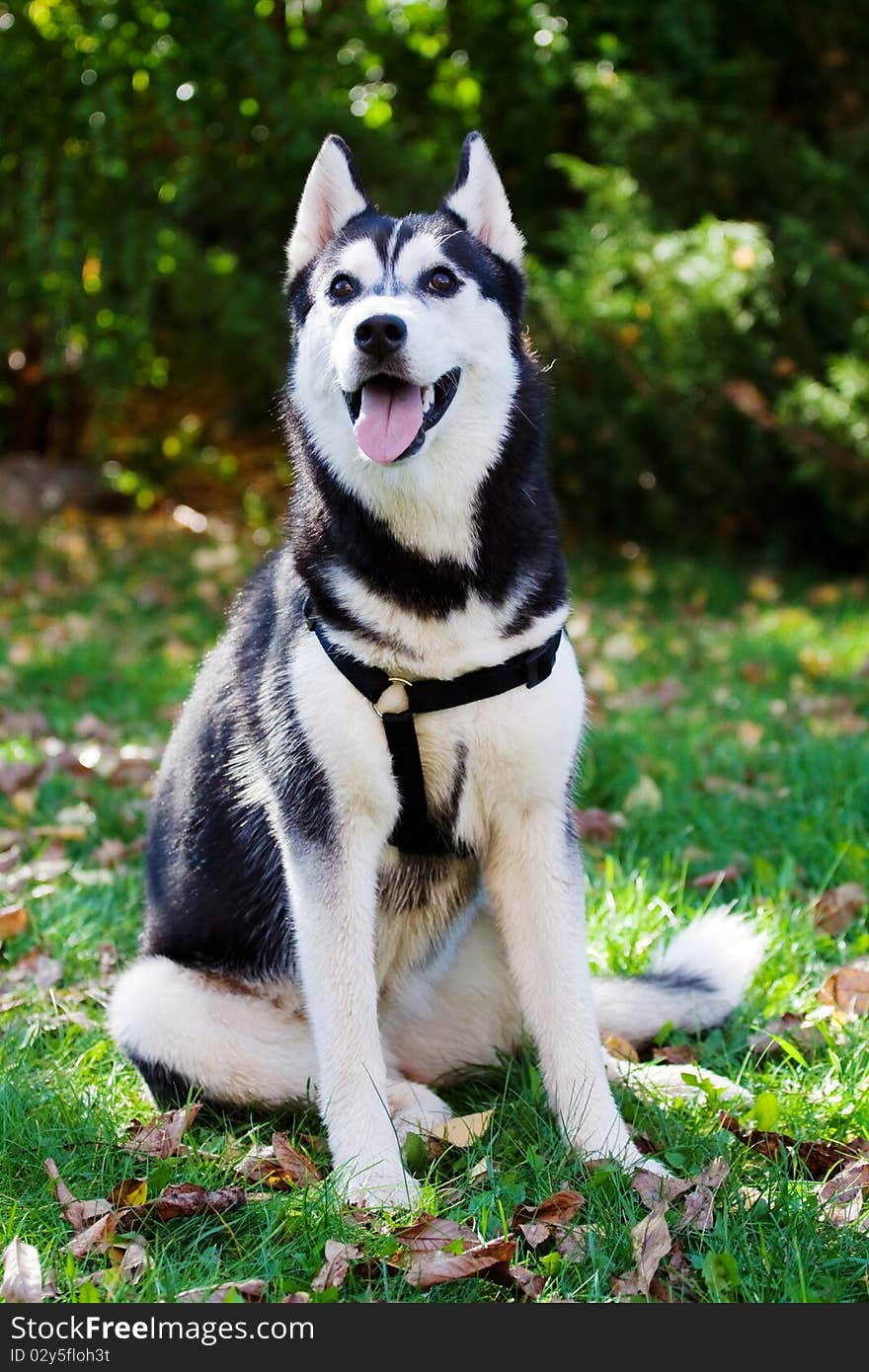 Portrait of siberian husky puppy