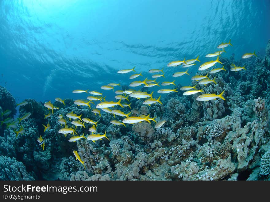 Small school of Red sea goatfish (Parupeneus forsskali). Red Sea, Egypt.