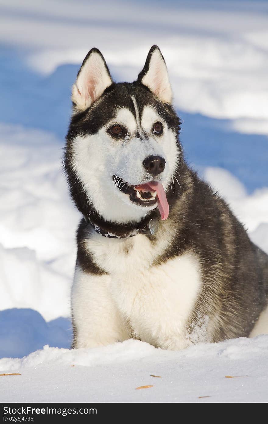 The portrait of beautiful siberian husky outdoor. The portrait of beautiful siberian husky outdoor