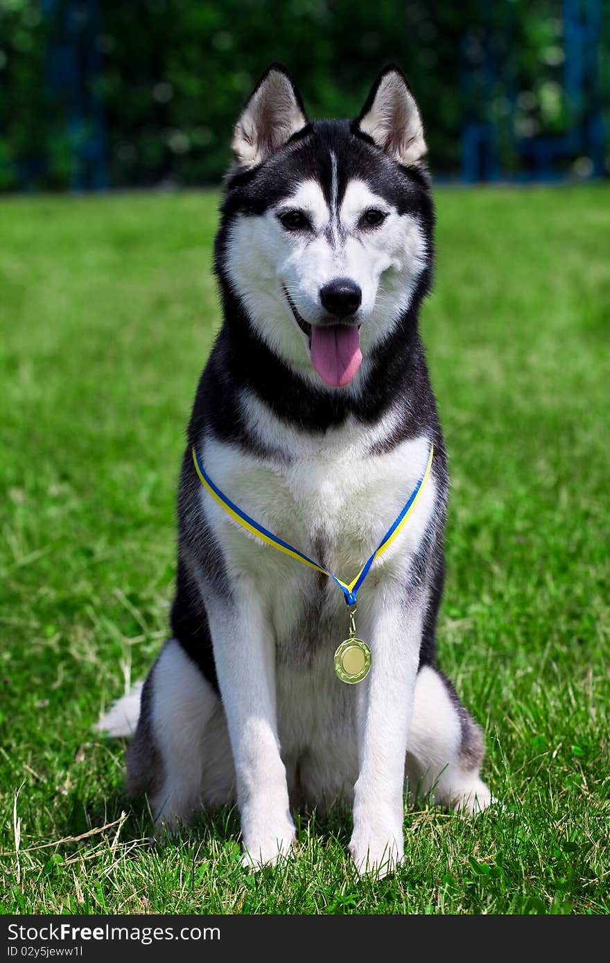 The portrait of beautiful siberian husky outdoor. The portrait of beautiful siberian husky outdoor