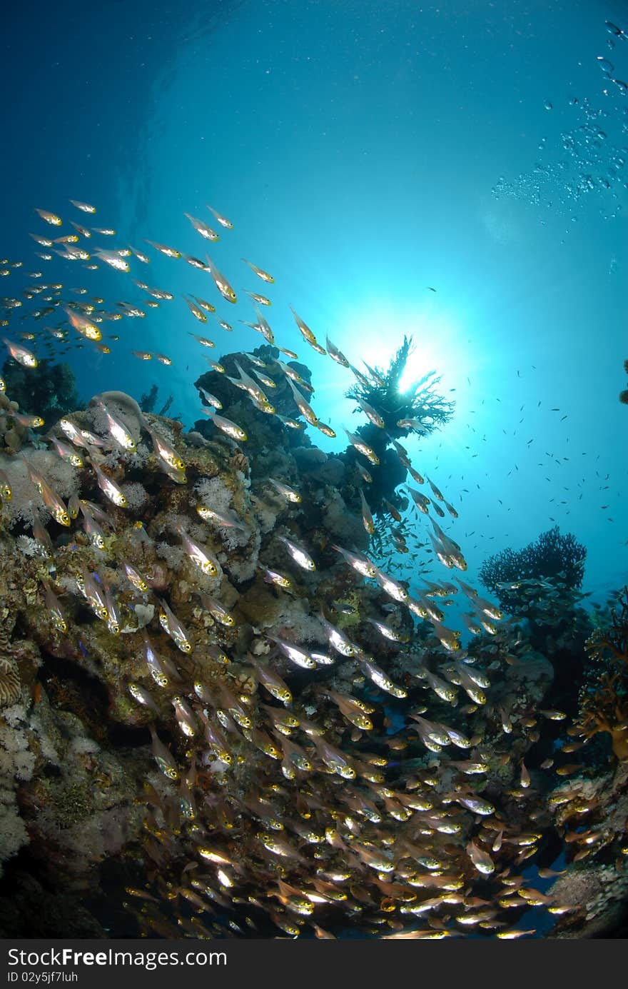 Vibrant and colourful tropical reef scene. Red sea, Egypt.