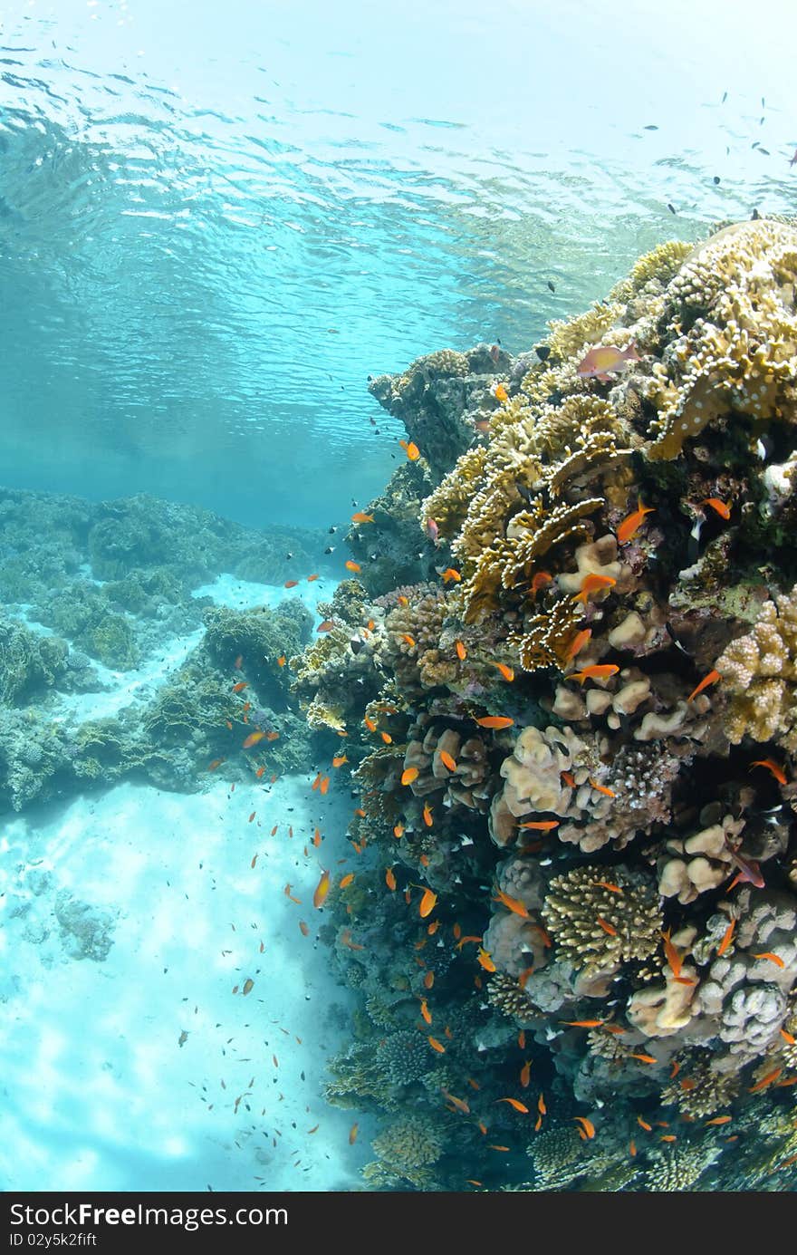 Shallow tropcal coral reef and calm ocean surface