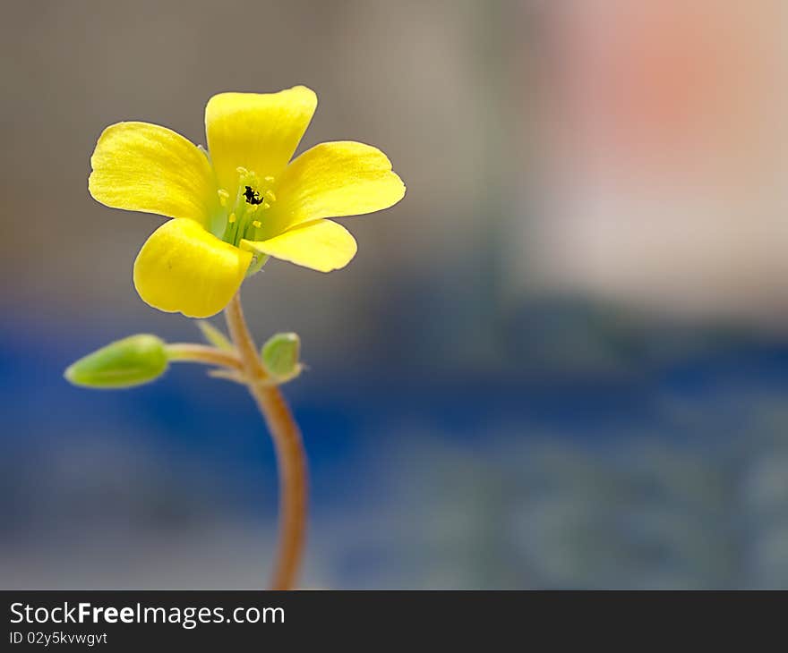 Creeping woodsorrel