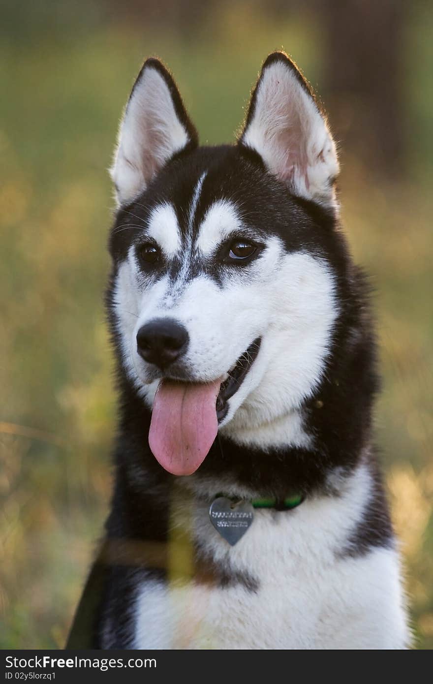 Portrait of siberian husky outdoor. Portrait of siberian husky outdoor