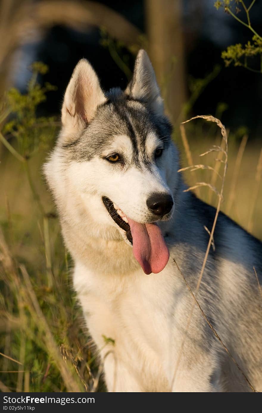 Portrait of siberian husky outdoor. Portrait of siberian husky outdoor