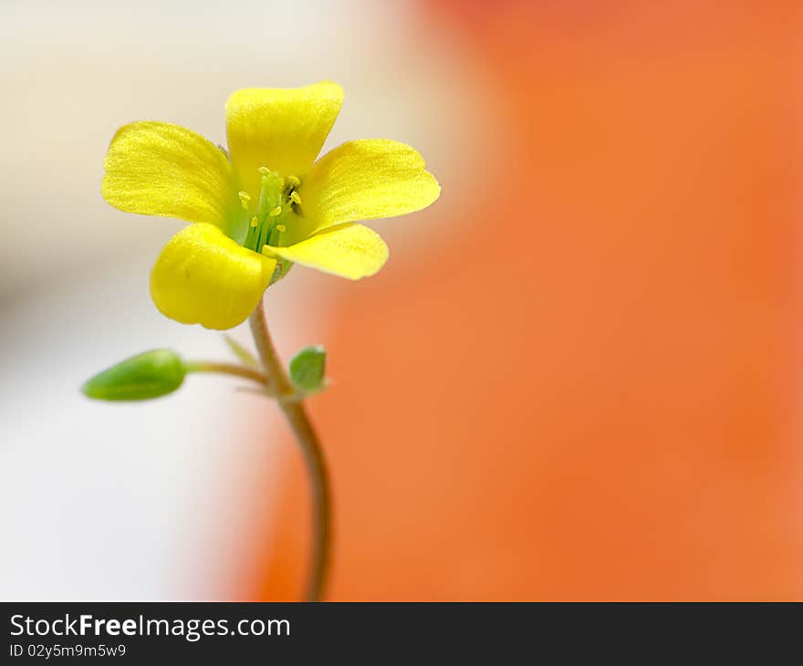 Creeping woodsorrel