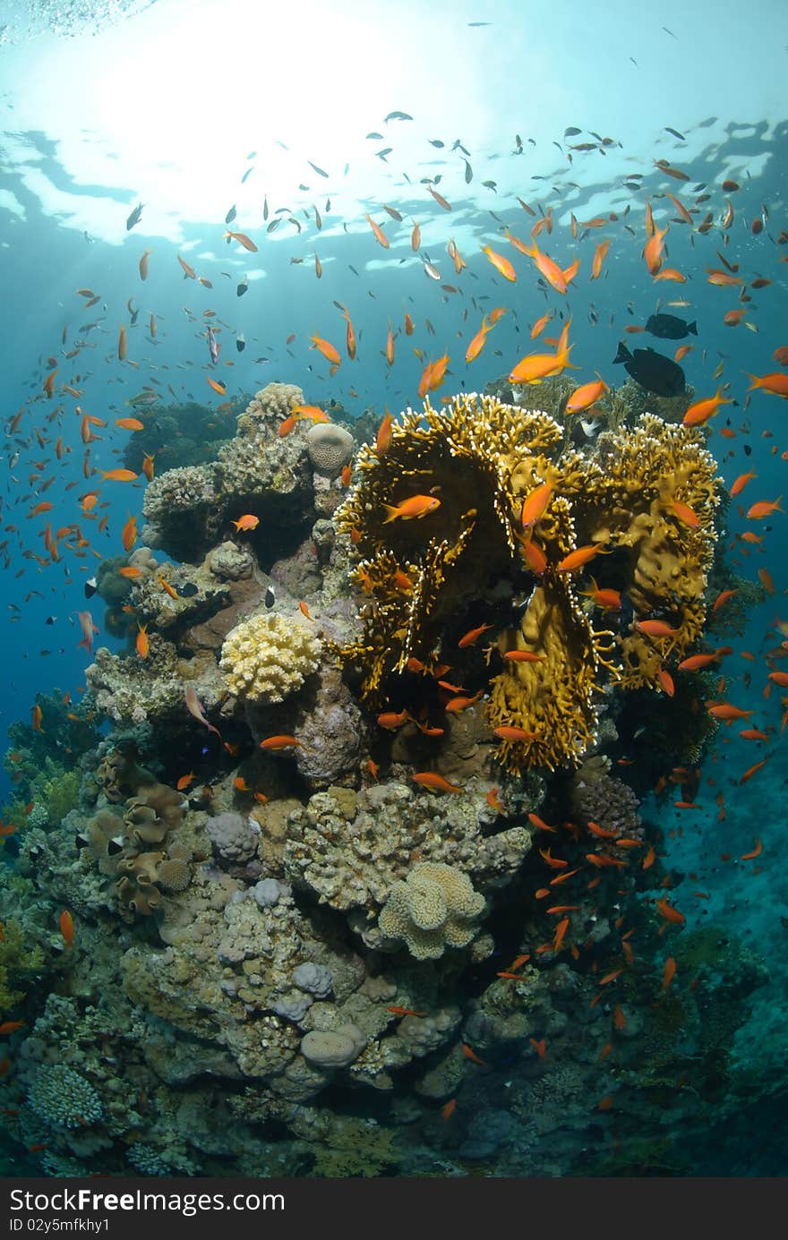 Tropical coral reef scene