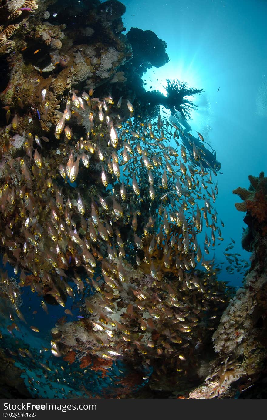 Tropical coral reef and shoal of silver tropical fish. Red Sea, Egypt. Tropical coral reef and shoal of silver tropical fish. Red Sea, Egypt.