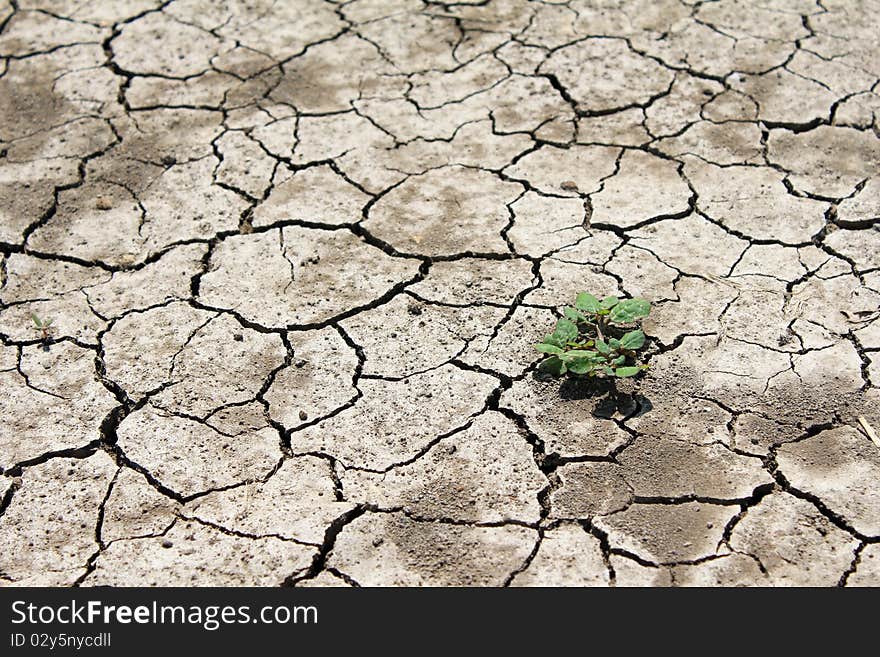 Barren land at summer