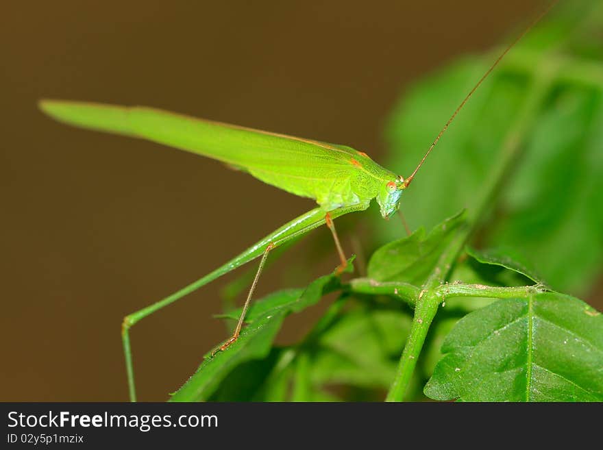 Macro side profile of a green katydid/bush cricket.