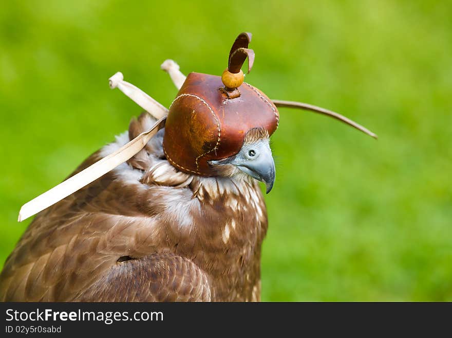 Portrait of Falcon with a Cap on green background