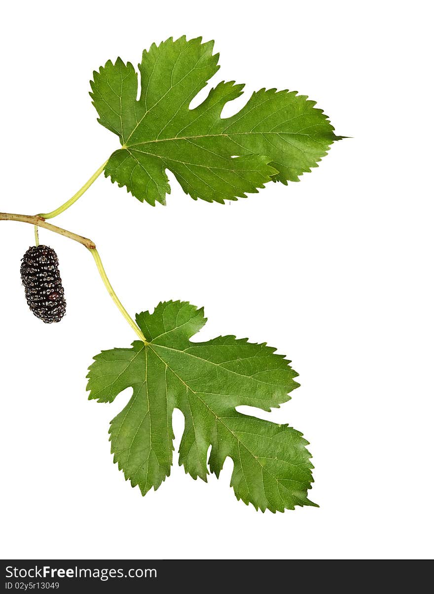 Black mulberries