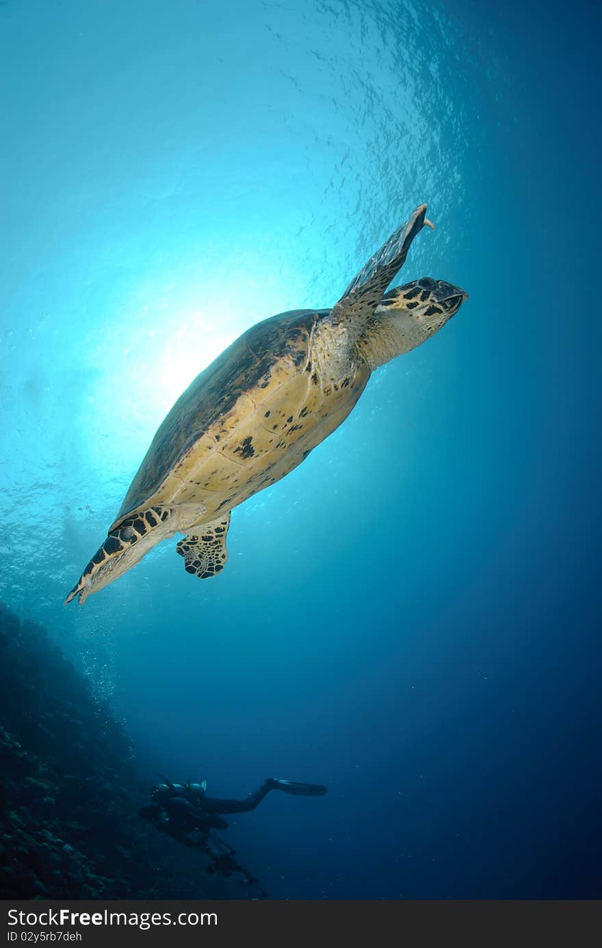 One Male hawksbill turtle. Red Sea, Egypt. One Male hawksbill turtle. Red Sea, Egypt.