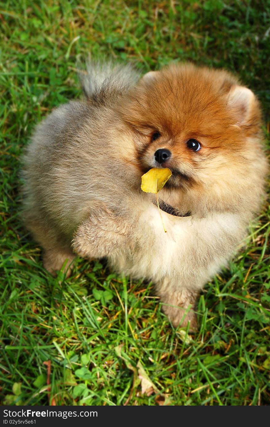 Funny spitz puppy holding autumn leaf outdoors