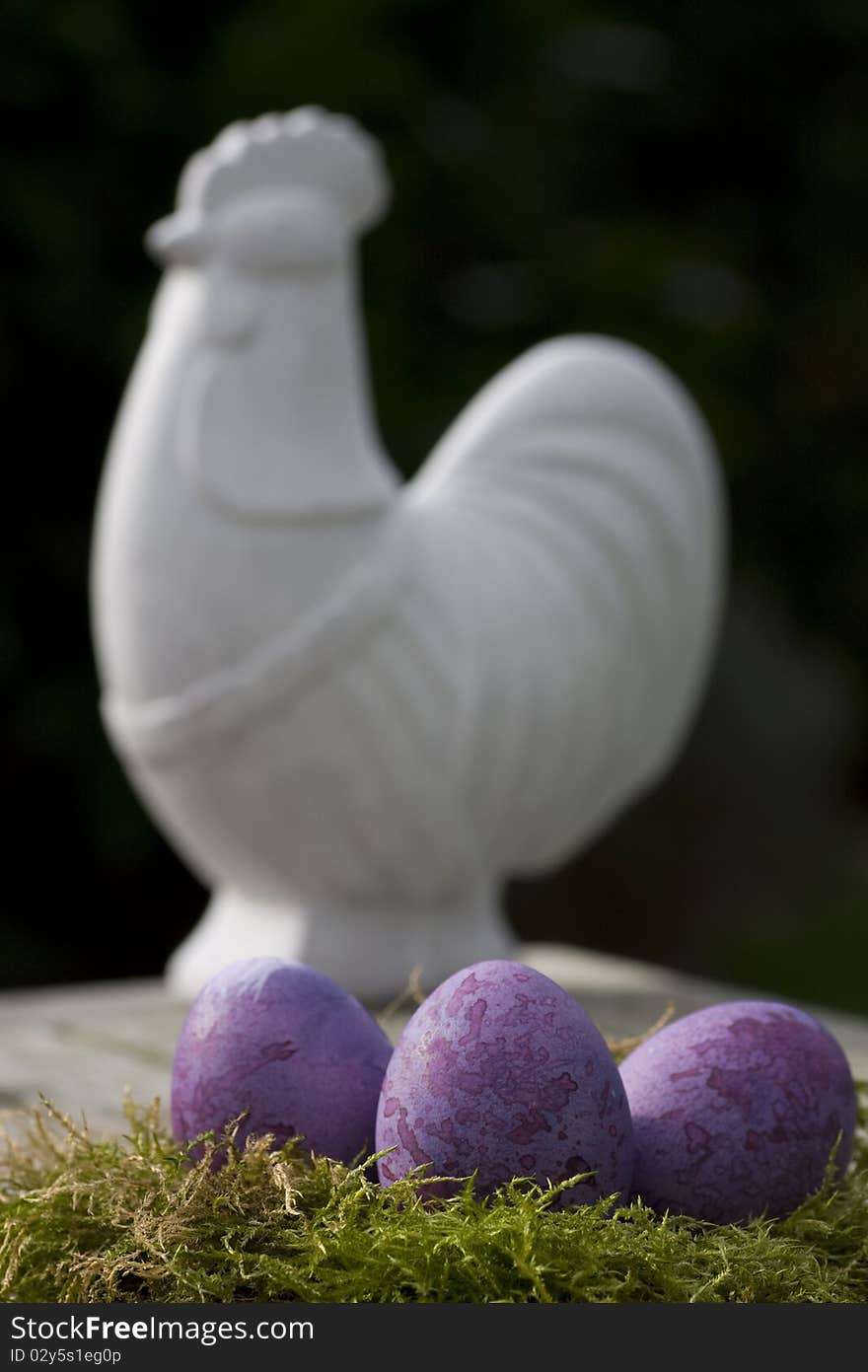 Easter eggs in purple and a white chicken outdoor