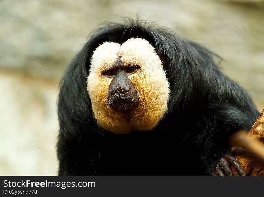 Pithecia pithecia, Golden-face saki monkey