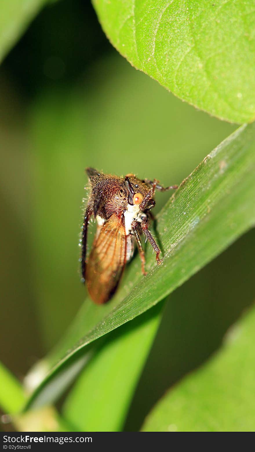 Tree hopper