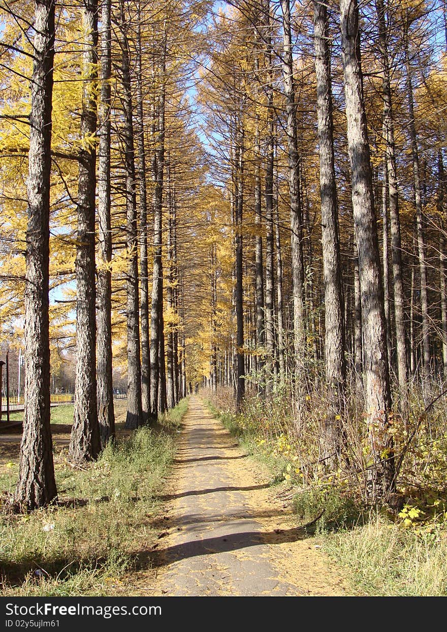 Road in autumn forest